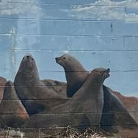 10. Sea Lions 10. Sea Lions