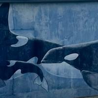 9. Orcas 9. Orcas