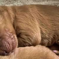 AKC S.T.A.r. Puppy Sandor AKC S.T.A.r. Puppy Sandor