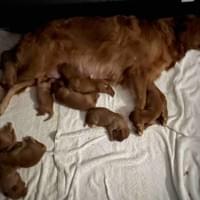 The sweetest and hansomest guy around The sweetest and hansomest guy around