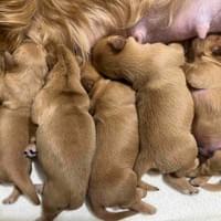 Canine Good Citizen Sandor Canine Good Citizen Sandor