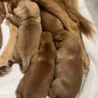 Silly Fanny Silly Fanny