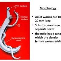 Coupled Schistosomiasis worms