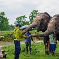 Elephant Feeding Elephant Feeding