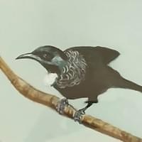 Tui by Lois Walker Tui by Lois Walker