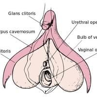 The Clitoris is the source of pleasure and is a woman's primary sexual organ.
