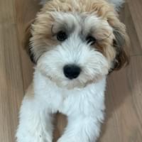 Hi Ripple! Hi Ripple!