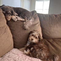 Ryder and Skye! Ryder and Skye!