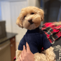 Hello Beau! Hello Beau!