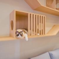 高雄木工裝潢作品|貓跳板完工照片