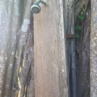 Showers outside in the Banyan tree? You bet!