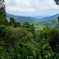 The raw beauty of the Dominican jungle.