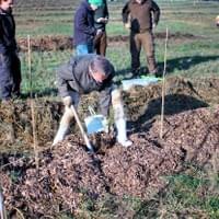 In die vorbereitete Erde wird gepflanzt