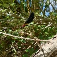 Libellule vue au lac du Toulourenc noire nuances rouges Libellule vue au lac du Toulourenc noire nuances rouges