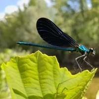 Libellule vue au lac du Toulourenc bleue Libellule vue au lac du Toulourenc bleue