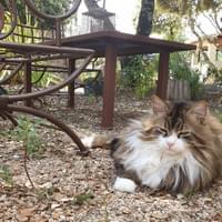 Notre chat qui se promène un peu partout Notre chat qui se promène un peu partout