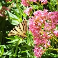 Un papillon posé sur nos fleurs Un papillon posé sur nos fleurs