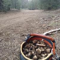 basket of Sierra Morels