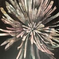 "Starburst" "Starburst"