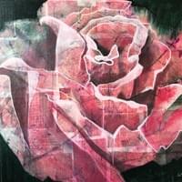 "Rosa Scura" "Rosa Scura"