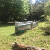 Apiary Site 007 Apiary Site 007