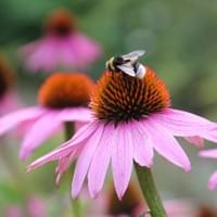 Cone flower. Cone flower.