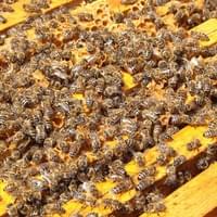 Health checks Health checks