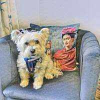 turn pets into artworks turn pets into artworks