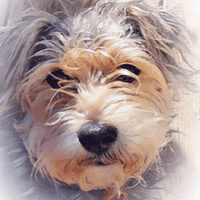 pet artwork pet artwork