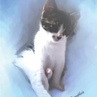 turn your pet photo into artwork turn your pet photo into artwork