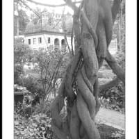 ROCHE HARBOR, GARDEN VINES ROCHE HARBOR, GARDEN VINES