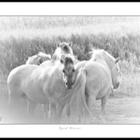 FJORD HORSE FJORD HORSE