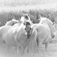 Fjord Horses Fjord Horses