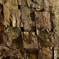 © Dominique Bersier, www.dbersier.com