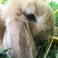 Creamery.. cream VM holland doe. 6 wks old Creamery.. cream VM holland doe. 6 wks old