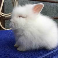 REW lionhead doe REW lionhead doe