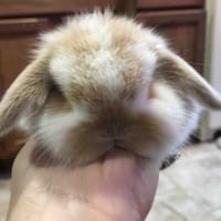 Chubby X Peter Pan baby