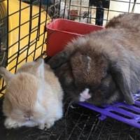 Holland Lop- Bell black tort VM and her baby Cheez-It orange VC Doe!