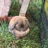 HayHay black tort holland lop herd buck ❤️ HayHay black tort holland lop herd buck ❤️