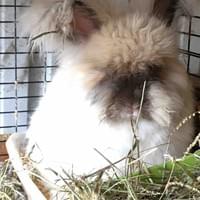 Nigel chocolate tort VC English angora buck Nigel chocolate tort VC English angora buck