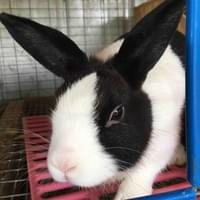 Bubbles. Black dutch doe Bubbles. Black dutch doe