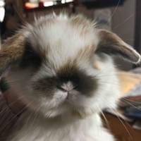 Black tort holland lop. Chubby x Peter Pan baby