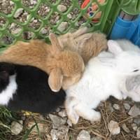 Just some Holland and Netherland Dwarf babies enjoying some outside time! Baby snuggles!!