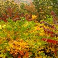 ASHVILLE'S BLUE RIDGE MOUNTAIN ASHVILLE'S BLUE RIDGE MOUNTAIN