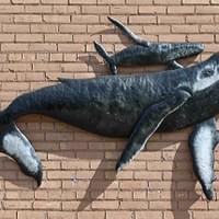 Alumawhale Alumawhale