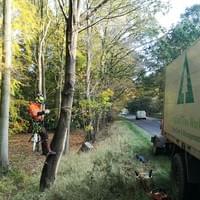 Tree dismantles in kings lynn trees postioned on the A148