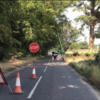 Norfolk Road side tree safety Norfolk Road side tree safety