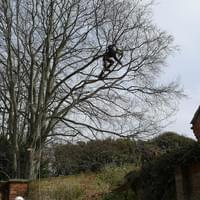 Tree reduction on a beech tree in wells next the sea norfolk