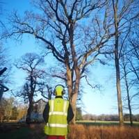 Crown reduction of 25% on a well known estate in Norfolk