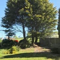 Before tree removal of leylandi trees in Fakenham